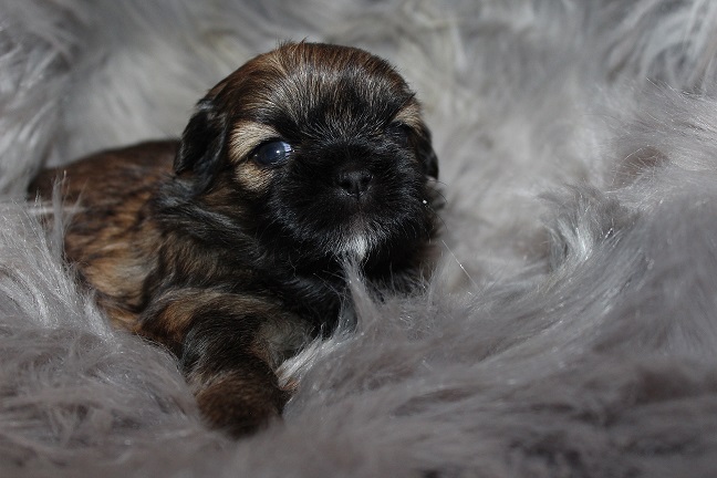IMG_7270 RAYA PUPPIES 8-2-2026 Female #1 SOLD