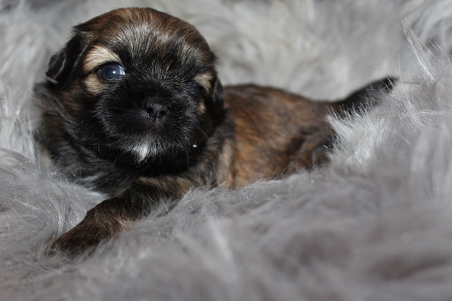 IMG_7277 RAYA PUPPIES 8-2-2026 Female #1 SOLD
