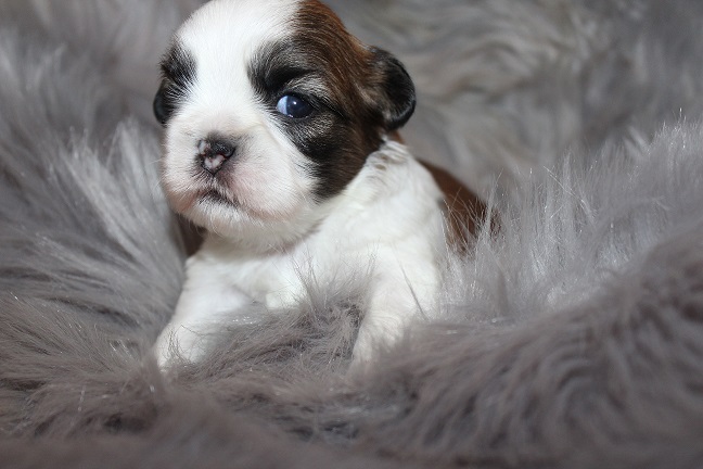 Male SOLD