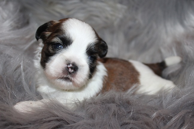 Male SOLD