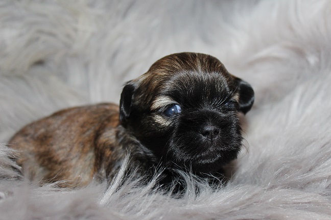 IMG_7403 TAFFY PUPPIES 8-7-2026 Female #1 Available