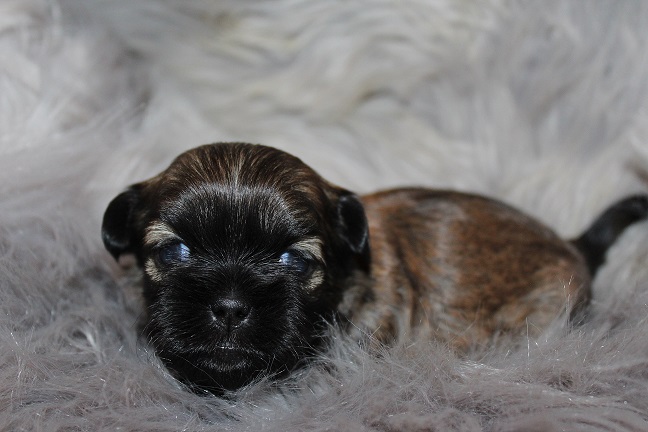 IMG_7406 TAFFY PUPPIES 8-7-2026 Female #1 Available