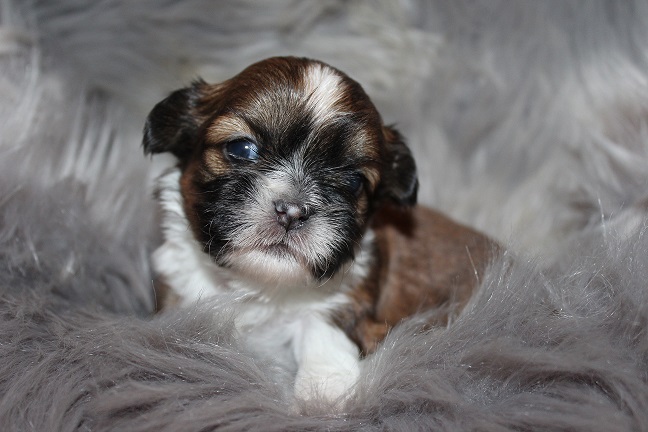 IMG_7413 TAFFY PUPPIES 8-7-2026 Female #2 SOLD