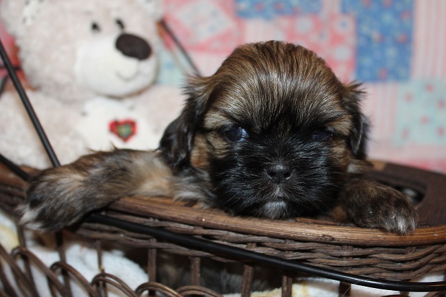 IMG_7440 RAYA PUPPIES 8-9-2026 Male #1 AVAILABLE