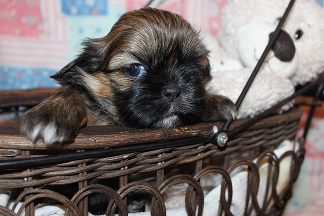 IMG_7442 RAYA PUPPIES 8-9-2026 Male #1 AVAILABLE