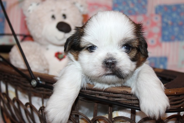 IMG_7444 RAYA PUPPIES 8-9-2026 Male #2 AVAILABLE
