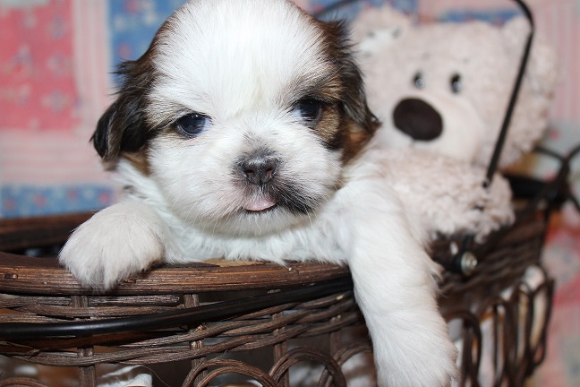 IMG_7447 RAYA PUPPIES 8-9-2026 Male #2 AVAILABLE