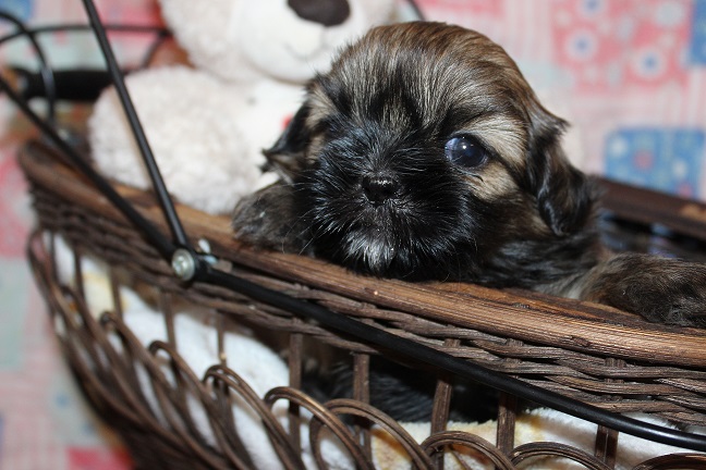 IMG_7450 RAYA PUPPIES 8-9-2026 Female #1 SOLD