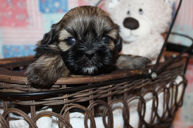 IMG_7453 RAYA PUPPIES 8-9-2026 Female #1 SOLD