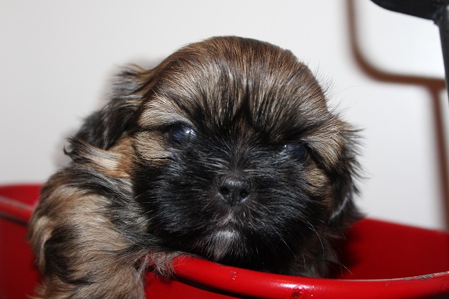IMG_7560 RAYA PUPPIES 8-16-2026 Male #1 SOLD