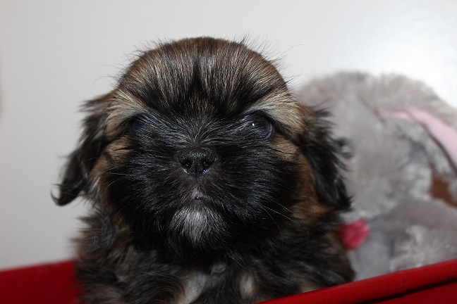 IMG_7571 RAYA PUPPIES 8-16-2026 Male #1 SOLD