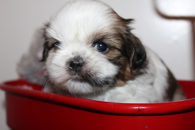 Male #2 AVAILABLE