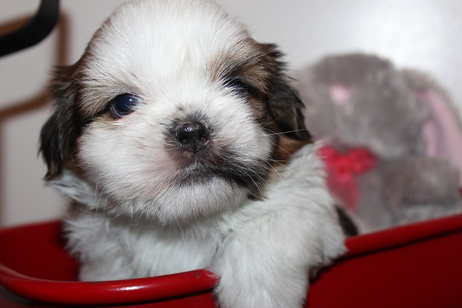 Male #2 AVAILABLE