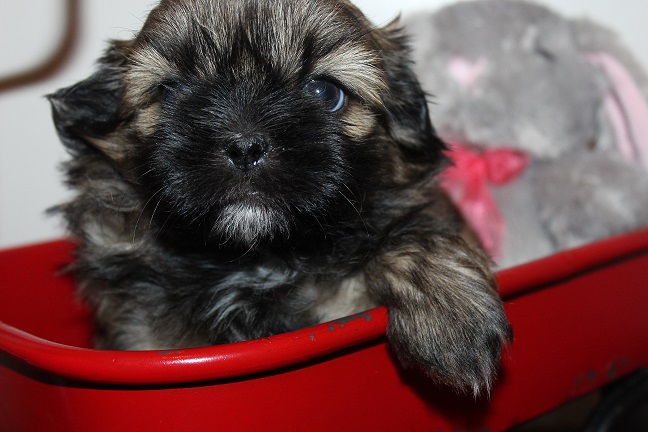 IMG_7585 RAYA PUPPIES 8-16-2026 Female #1 SOLD