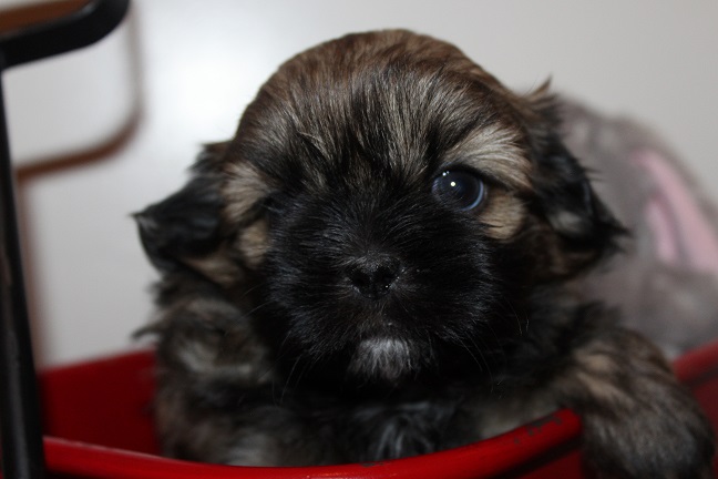 IMG_7589 RAYA PUPPIES 8-16-2026 Female #1 SOLD