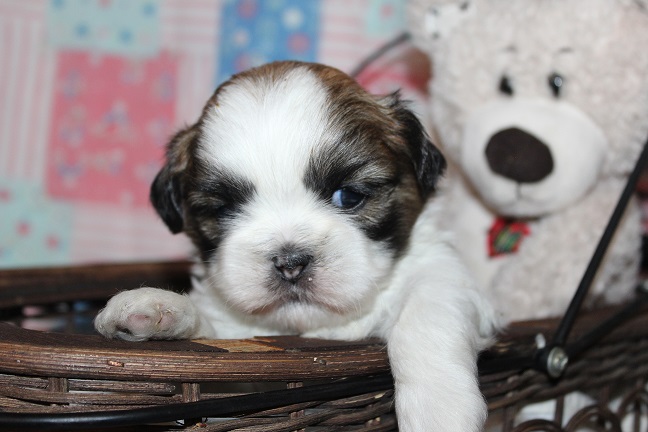 Male SOLD