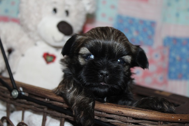 IMG_7608 TAFFY PUPPIES 8-14-2026 Female #1 SOLD