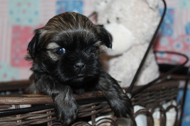 IMG_7610 TAFFY PUPPIES 8-14-2026 Female #1 SOLD