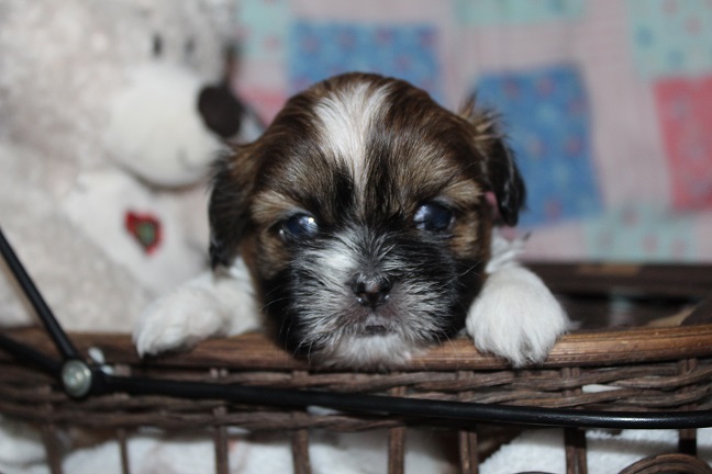 IMG_7611 TAFFY PUPPIES 8-14-2026 Female #2 SOLD