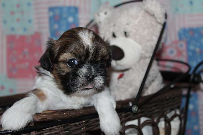 IMG_7618 TAFFY PUPPIES 8-14-2026 Female #2 SOLD