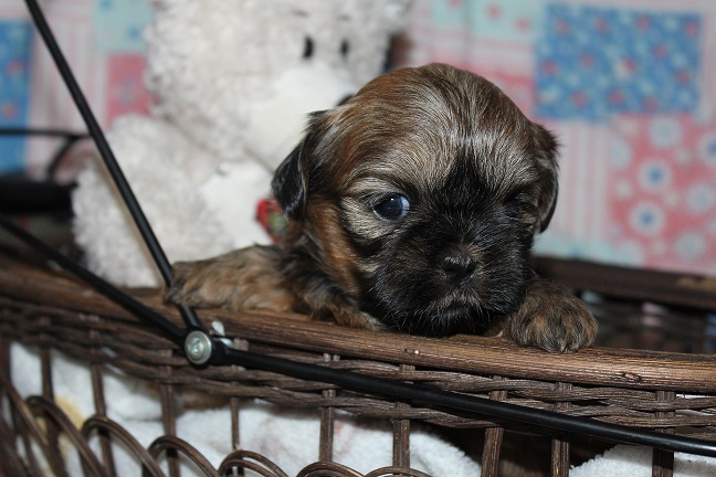IMG_7630 TAFFY PUPPIES 8-14-2026 Female #4 SOLD