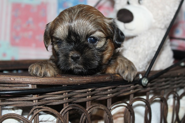IMG_7635 TAFFY PUPPIES 8-14-2026 Female #4 SOLD