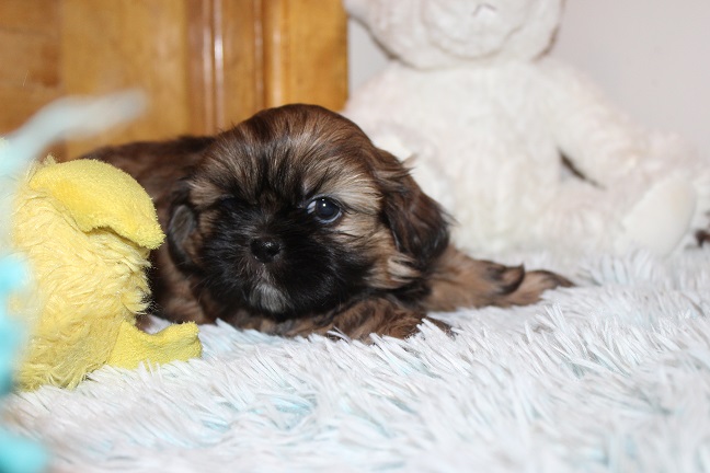 IMG_8113 RAYA PUPPIES 8-22-2026 Male #1 SOLD