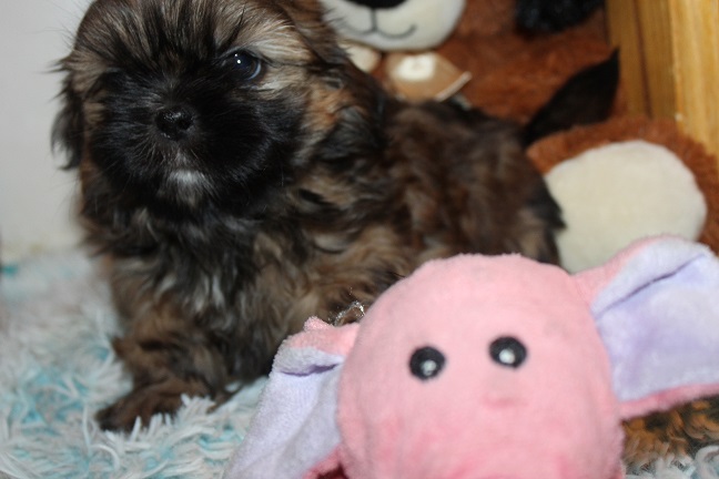 IMG_8114 RAYA PUPPIES 8-22-2026 Male #1 SOLD