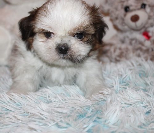 Male #2 AVAILABLE