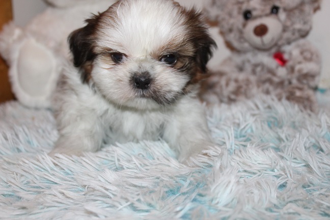 Male #2 AVAILABLE