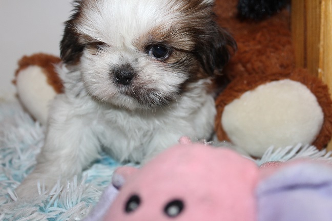 Male #2 AVAILABLE