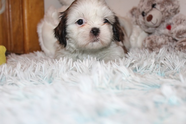 IMG_8143 RAYA PUPPIES 8-22-2026 Female #2 SOLD