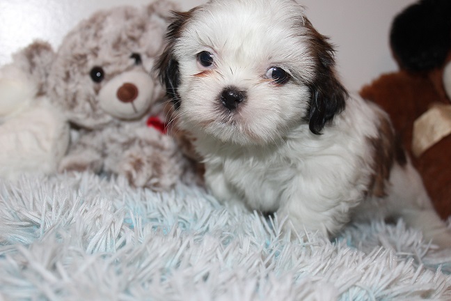 IMG_8150 RAYA PUPPIES 8-22-2026 Female #2 SOLD