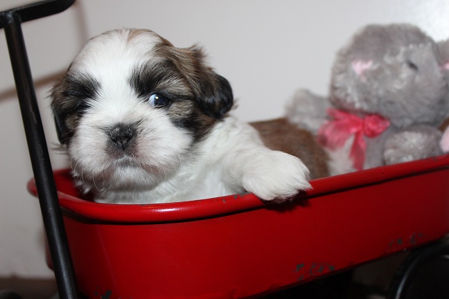 Male SOLD