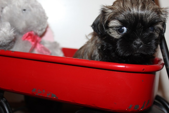 IMG_8162 TAFFY PUPPIES 8-22-2026 Female #1 SOLD