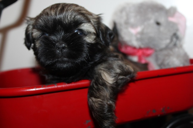 IMG_8165 TAFFY PUPPIES 8-22-2026 Female #1 SOLD