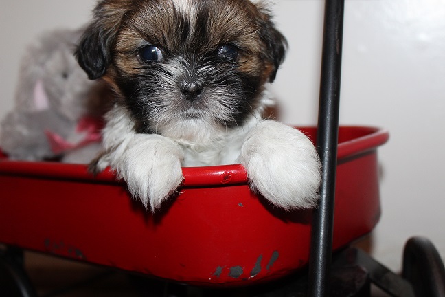 IMG_8170 TAFFY PUPPIES 8-22-2026 Female #2 SOLD