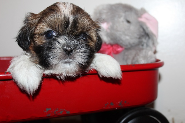IMG_8171 TAFFY PUPPIES 8-22-2026 Female #2 SOLD