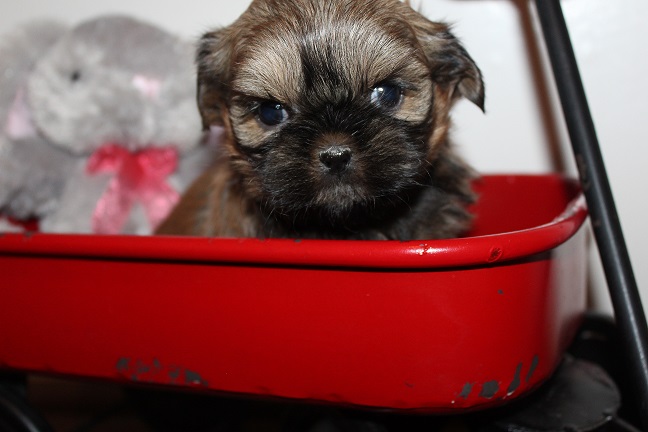 IMG_8189 TAFFY PUPPIES 8-22-2026 Female #4 SOLD