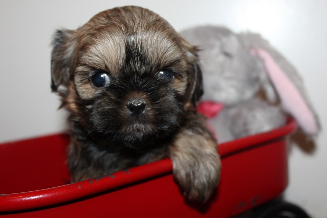 IMG_8191 TAFFY PUPPIES 8-22-2026 Female #4 SOLD