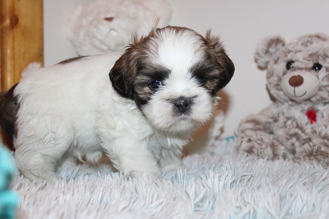 Male SOLD