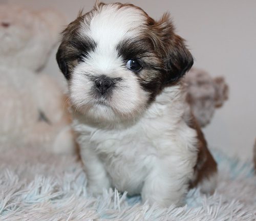 Male SOLD