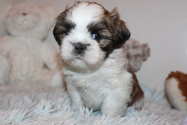 Male SOLD
