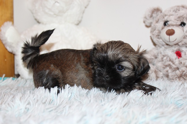 IMG_8461 TAFFY PUPPIES 8-28-2026 Female #1 SOLD