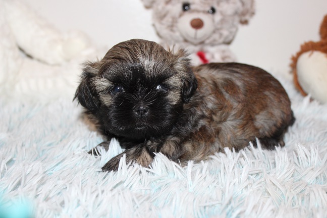 IMG_8465 TAFFY PUPPIES 8-28-2026 Female #1 SOLD