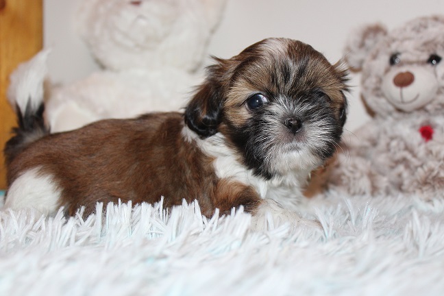 IMG_8468 TAFFY PUPPIES 8-28-2026 Female #2 SOLD