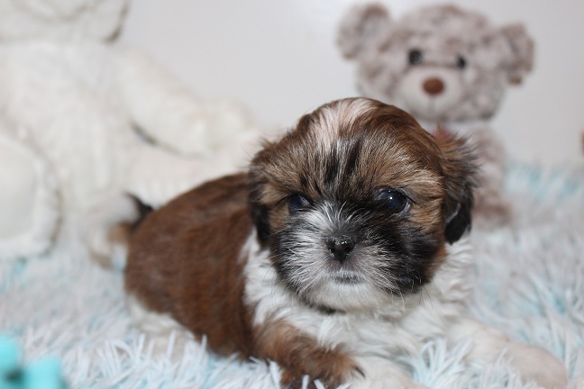 IMG_8475 TAFFY PUPPIES 8-28-2026 Female #2 SOLD