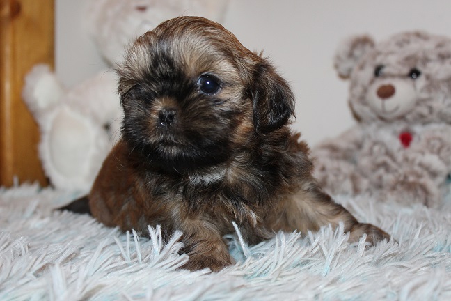 IMG_8488 TAFFY PUPPIES 8-28-2026 Female #4 SOLD
