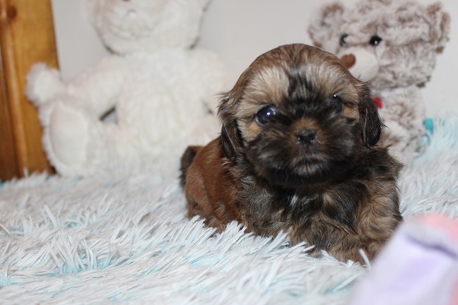 IMG_8491 TAFFY PUPPIES 8-28-2026 Female #4 SOLD