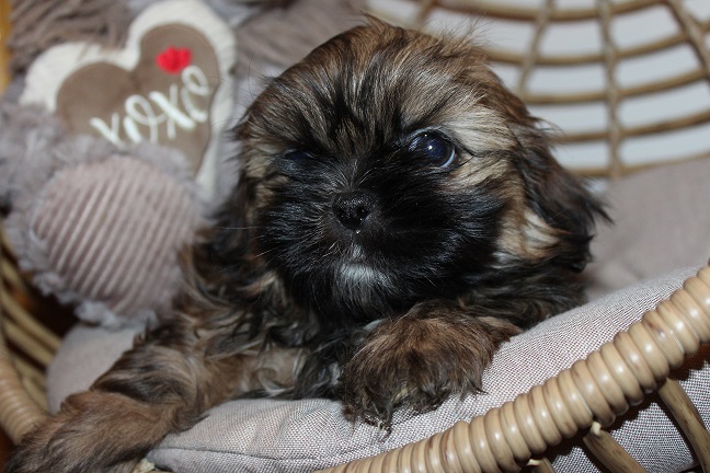 IMG_8503 RAYA PUPPIES 8-28-26 Male #1 SOLD